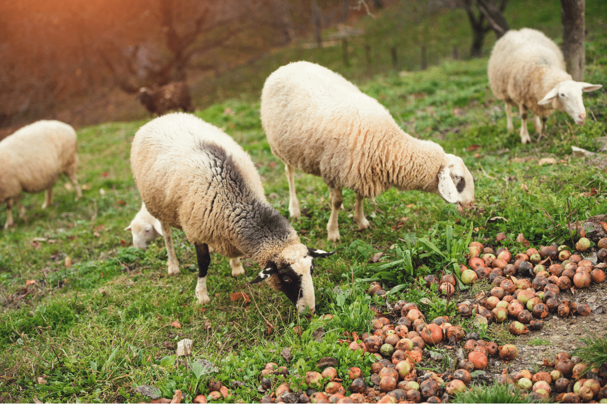 Can Sheep Eat Anything Other Than Grass?