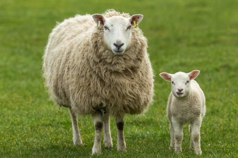 Minecraft What Do Sheeps Eat?