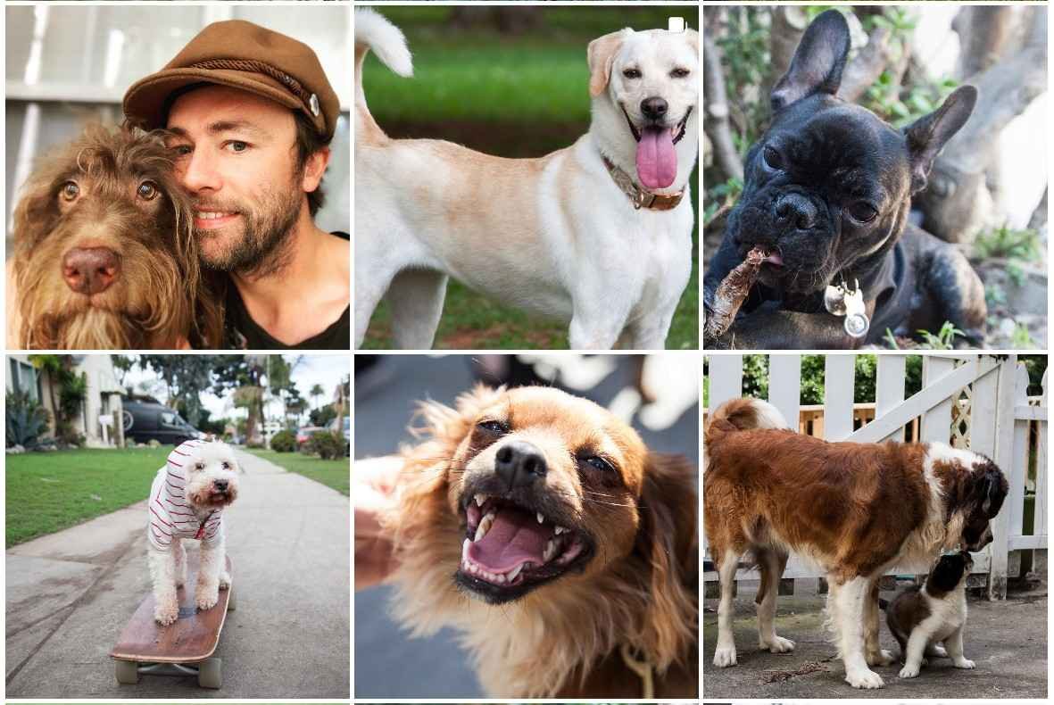 Luke Barton with dogs