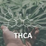 The Ultimate Cannabis Experience with THCA