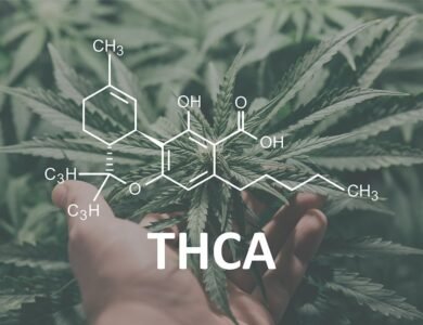 The Ultimate Cannabis Experience with THCA