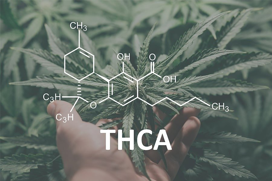The Ultimate Cannabis Experience with THCA