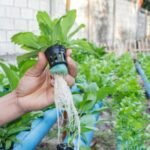 Hydroponics Market