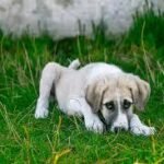 Fungal Infections, Symptoms, and Treatment for Dogs